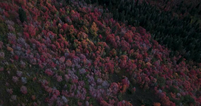 Colorful, Majestic Fall Colors In Utah Rocky Mountain Canyon At Dusk