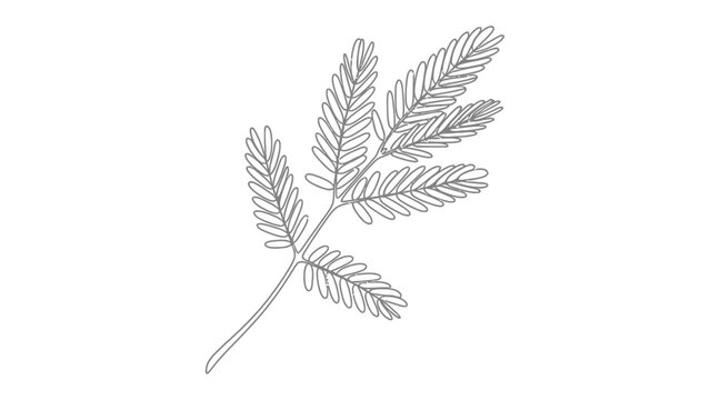Mimosa Leaf Illustration: A delicate line drawing of a mimosa leaf, showcasing its intricate pinnately compound structure with feather-like leaflets, presented on a clean background.