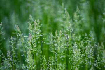 Obraz premium Wild grass stems fill meadow. Delicate wild plants create soft focus. Wild scenery feels calm and natural. Wild texture supports outdoor background.