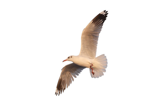 Beautiful seagull flying isolated on transparent background.	