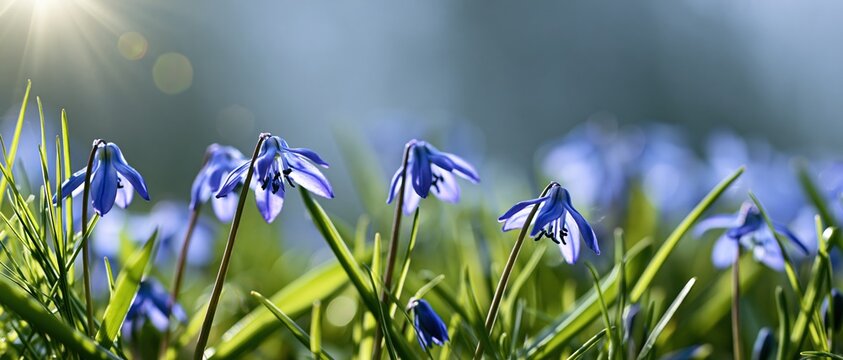 Closeup of blue scilla wildflowers blooming in green grass under sunlight