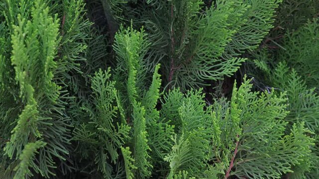 Green Flowering Plant Blowing in the Wind