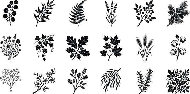 Botanical leaves and plants black silhouette vector icons set with olive fern lavender oak and maple elements