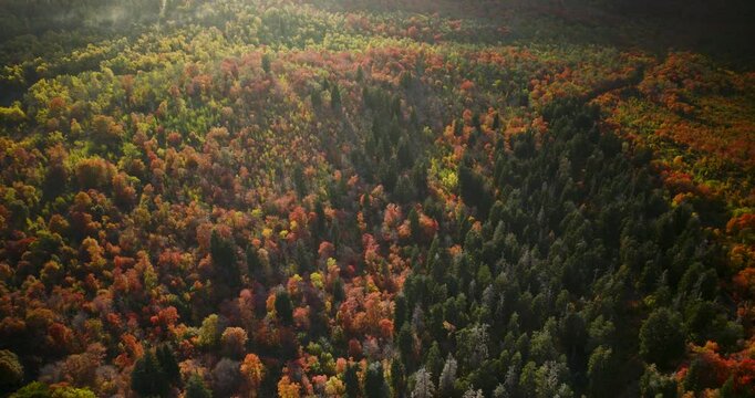 Sunset Beams Shining Through Autumn Forest In Autumn Provo, Canyon - Aerial Shot