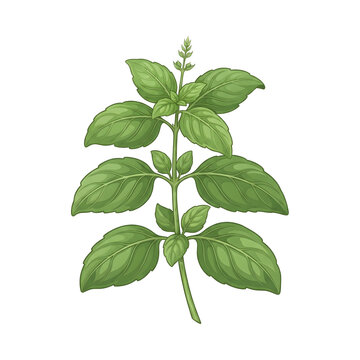 Green basil leaf plant vector illustration isolated on white background for culinary, healthy eating, and herbal designs