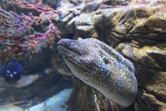Moray Eel at Benalmadena Aquarium