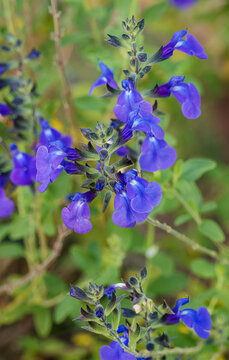 Salvia microphylla 'Victoria Blue', superb shrubby sage or adorned with small deep violet-blue flowers, illuminated by small white center on upright stems bearing small green leaves slightly hairy