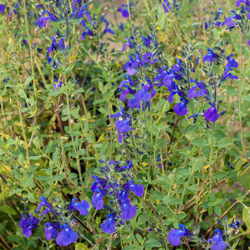 (Salvia microphylla) Bushy shrub of sage 'Victoria blue' adorned with clusters of blue-violet flowers with white center and small dark green oval flowers borne on dark grey stems
