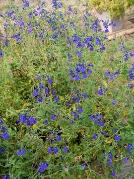 Dense patches of Salvia microphylla 'Victoria Blue' or Shrubby sages with violet-blue small flowers arranged in graceful spikes on upright stems bearing small oval dark green leaves with wavy margins