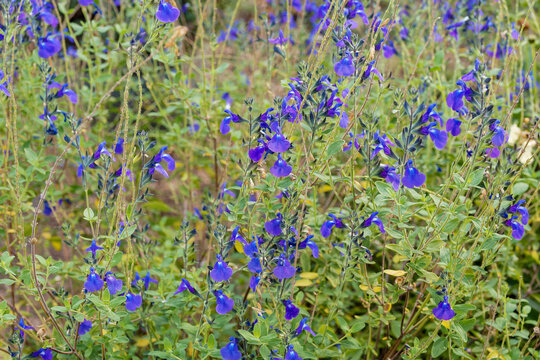 Salvia microphylla 'Victoria Blue' | Flowers of Violet-blue sages illuminated by white center and purple bracts in spikes on dark stems, rising above small green ovate leaves edged with rounded teeth