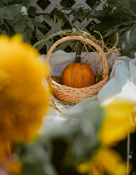 Autumn still life with an orange pumpkin and vibrant sunflowers in a wicker basket against a rustic garden background.