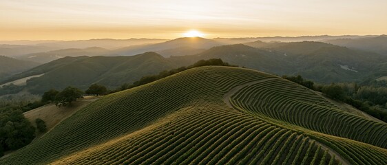 Obraz premium Aerial view of vineyard rows curving across rolling hills at sunset