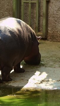 Hippopotamus eating grass out of the water.