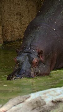 Hippopotamus slowly submerging in the water