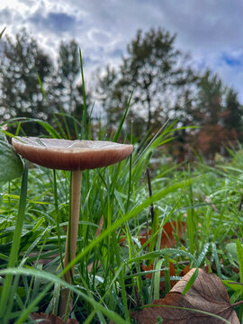 Glistening drops on grass with forest backdrop under cloudy sky