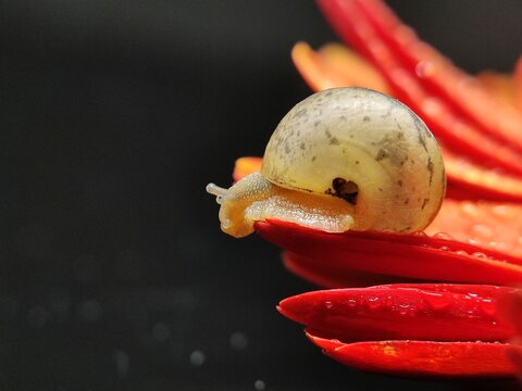 Spotted garden snail shell with moist red flower petals on a black dark background. Suitable for naturethemed designs and backgrounds.