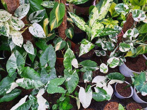Variegated potted houseplants phot captured showcasing lush green foliage, suitable for gardening publications, home decor blogs, and interior design websites.