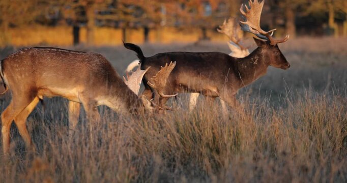 Fallow deer bucks with impressive antlers grazing in a sunlit meadow during golden hour, showcasing wildlife in its natural habitat and the beauty of autumn