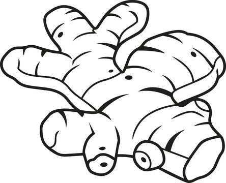 Ginger root illustration featuring detailed black outlines isolated on transparent background perfect for healthy recipe designs.