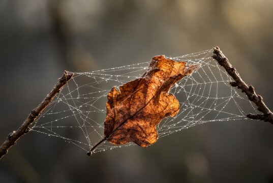 Spider web insect nature animal