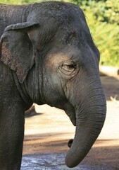 Close-up profile portrait of an asian elephant head showing textured gray skin and ears with elephant wildlife portrait wrinkles protected endangered creature tuskless daylight wilderness © Hassan