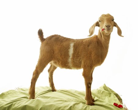 Young brown goat standing on a green cloth against a white background with livestock standing domestic domesticated herbivore creature agriculture portrait background isolated barnyard