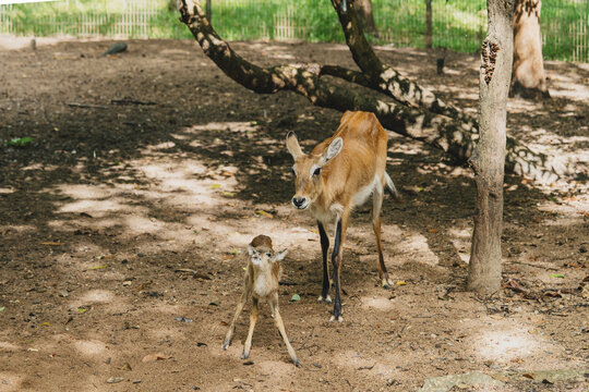 Female red lechwe antelope standing beside a young calf on sandy ground beneath trees, illustrating maternal behavior, wildlife, animal habitat and conservation.