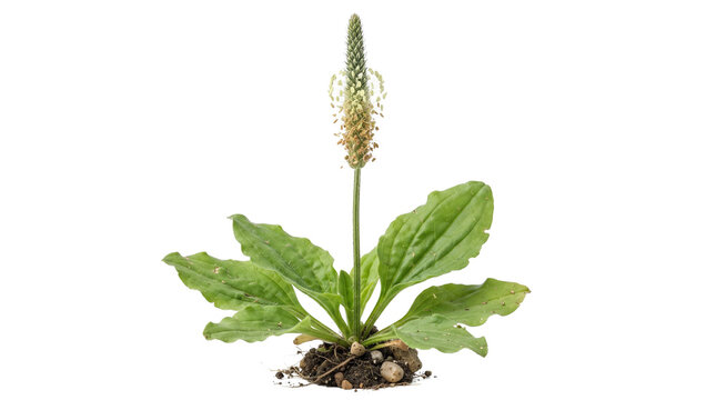 Broadleaf plantain plant with green leaves and flowering seed head, medicinal herb plantago major isolated on white background