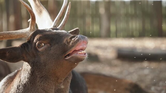 Red deer stag head during the rutting season, roaring male with open mouth bugling among the herd. Swarming gnats hover in last sunbeams and create raw documentary mood near stag.