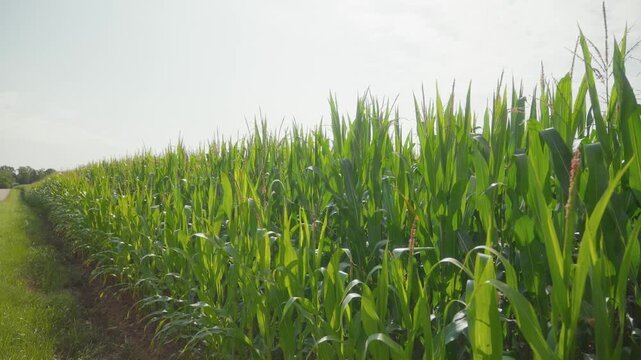 Vibrant green corn plants stretch down a rural field under soft summer sunlight, gentle breeze rustling leaves. Wide angle static shot captures tranquil agricultural landscape, no people visible.