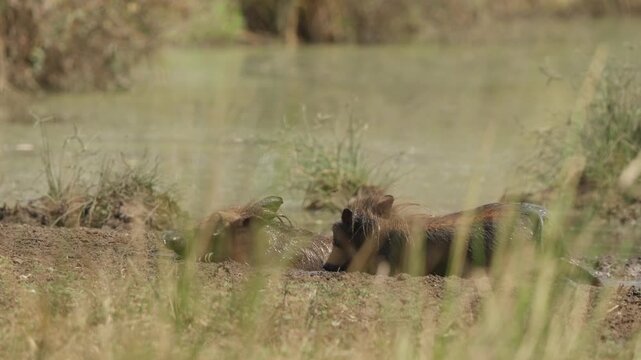 Warthogs wallowing in mud at a watering hole, filmed in slow motion through tall grass foreground. Natural African savanna behavior, dust, splashes, and summer heat haze.