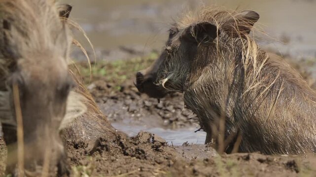 Warthogs wallowing in muddy water, close up slow motion shot of three animals at a waterhole in Kruger National Park South Africa. Natural behavior, splashing and grooming.