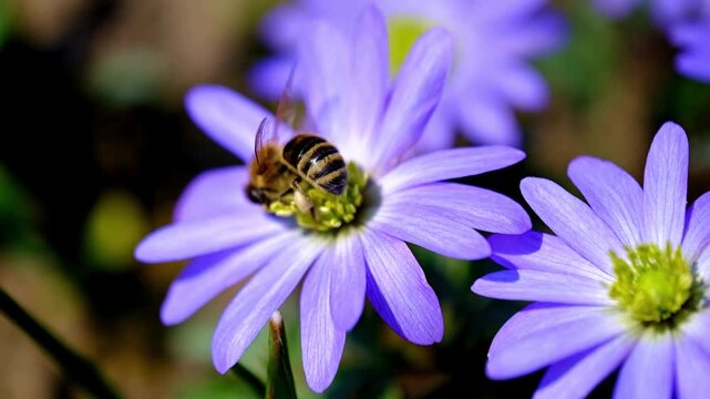 Honey bee collecting nectar from a purple flower in a sunny garden
