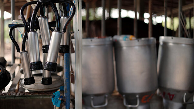 Close-up of automatic milking machine equipment hanging with stainless steel milk cans in modern dairy farm barn for fresh milk production industry.