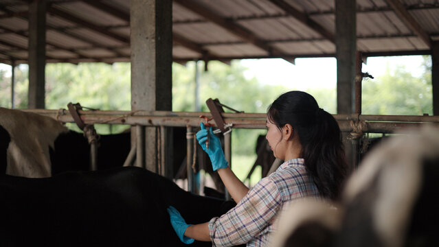 Asian female veterinarian in gloves giving injection vaccine to dairy cow inside barn for animal health care, livestock disease prevention and agribusiness.