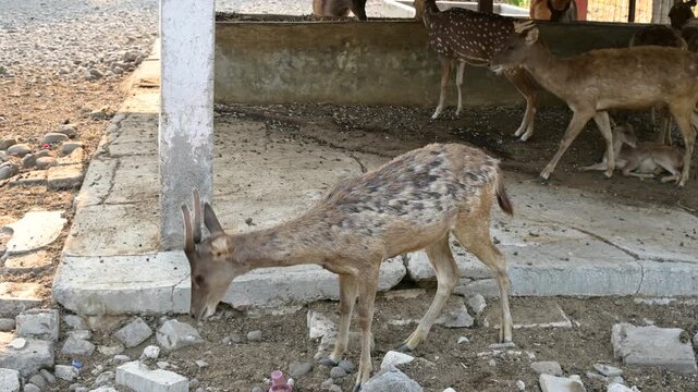 Javan Rusa Deer Standing in Outdoor Conservation Park, Natural Habitat Wildlife View for Nature Content