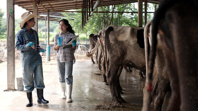 Asian female veterinarians testing blood sample tubes holding clipboard inside dairy cow barn for livestock science research, animal health check and agribusiness.