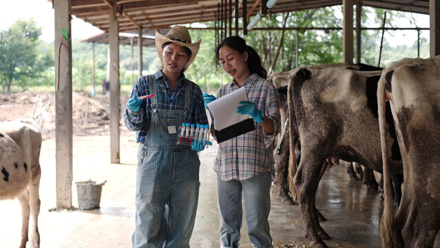 Asian female veterinarians testing blood sample tubes holding clipboard inside dairy cow barn for livestock science research, animal health check and agribusiness.