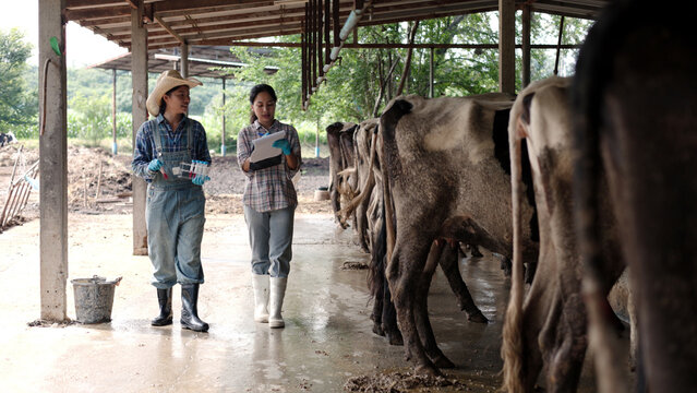 Asian female veterinarians testing blood sample tubes holding clipboard inside dairy cow barn for livestock science research, animal health check and agribusiness.