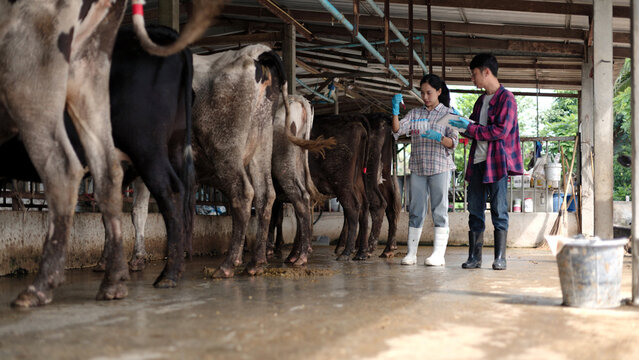 Asian male and female veterinarians in gloves testing blood samples in test tubes holding clipboard inside dairy cow barn for livestock science research.