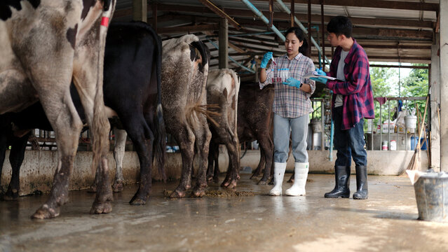 Asian male and female veterinarians in gloves testing blood samples in test tubes holding clipboard inside dairy cow barn for livestock science research.
