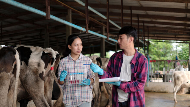 Asian male and female veterinarians in gloves testing blood samples in test tubes holding clipboard inside dairy cow barn for livestock science research.