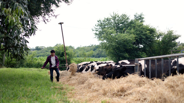 Asian male farmer using a pitchfork to move dry hay and feed dairy cows in an outdoor pen on a local livestock agricultural farm.