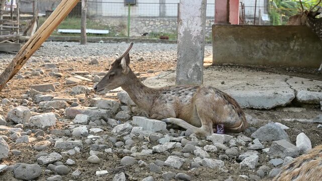 Javan Rusa Deer Standing in Outdoor Conservation Park, Natural Habitat Wildlife View for Nature Content