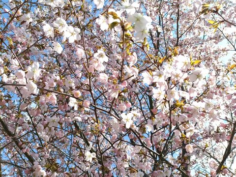 cherry tree blossom