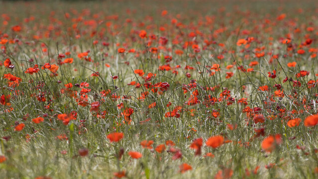 champ de coquelicots au printemps. Sc&egrave;ne color&eacute;e &agrave; la campagne
