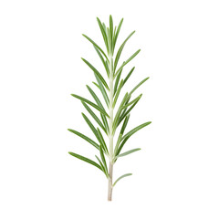 Obraz premium Young Rosemary New Growth Botanical