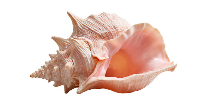 Large pink conch seashell with spiral structure and sharp spiky ridges