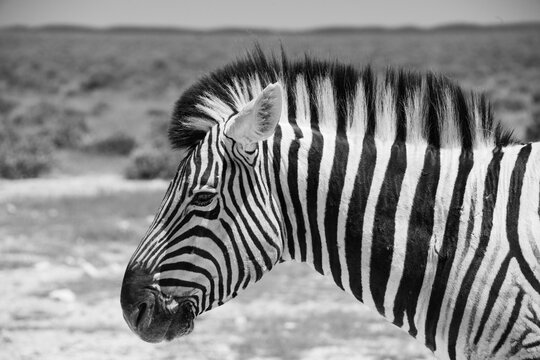 Zebras roams the open plains of Etosha National Park, their striking black-and-white patterns standing out against Namibia's sunlit savanna and vast salt-pan landscape.