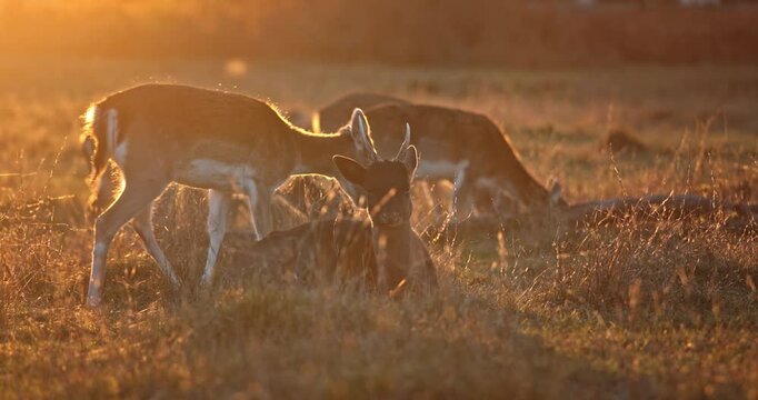 Deer resting and grazing peacefully in a sun-drenched meadow, with warm golden light illuminating the wild grassland during the tranquil sunset, creating a serene and natural wildlife habitat scene